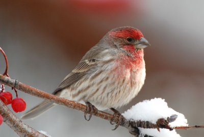 House Finch 1206-2j  Yard