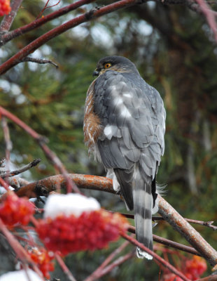 Sharp-shinned Hawk 1206-12j  Yard