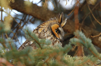 Long Eared Owl 0107-2j  Yard