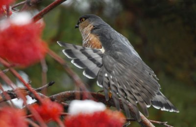 Sharp-shinned Hawk 1206-17j  Yard