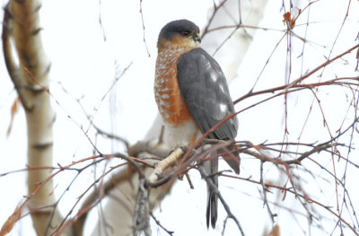 Sharp-shinned Hawk 1206-3j  Yard
