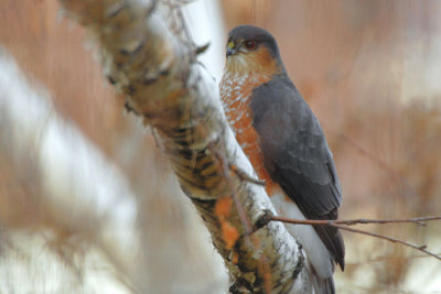 Sharp-shinned Hawk 1206-1j  Yard