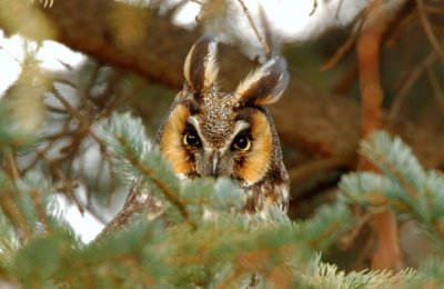 Long Eared Owl 0107-3j  Yard