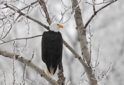 Bald Eagle 0107-1j Yakima Canyon