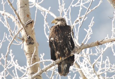 Bald Eagle Immature 0107-5j  Yakima River