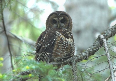 Spotted Owl 0604-4j  Chinook Pass