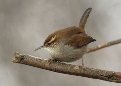 Bewicks Wren 0207-2j  Greenway