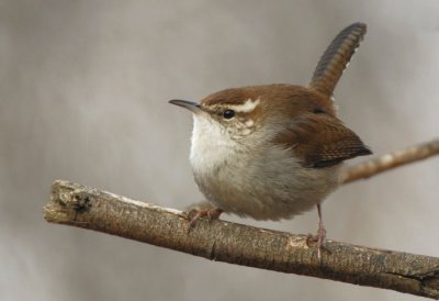 Bewicks Wren 0207-3j  Greenway