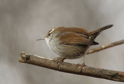 Bewicks Wren 0207-4j  Greenway