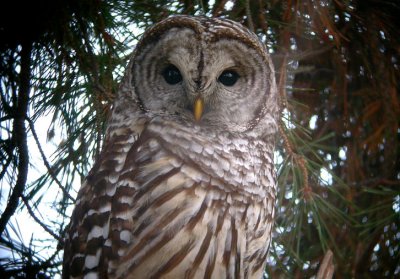 Barred Owl 0105-5j  Yard