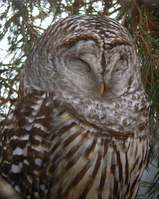 Barred Owl Sleeping 0105-3j  Yard