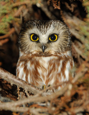 Northern Saw-Whet Owl 0207-2j Wapato
