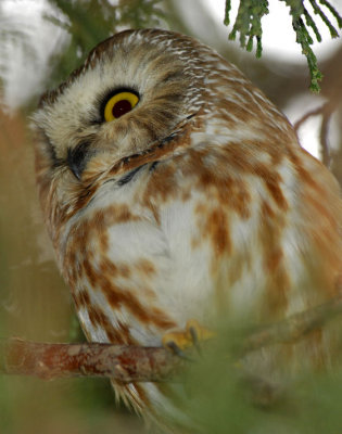 Northern Saw-Whet Owl 0207-7j Wapato