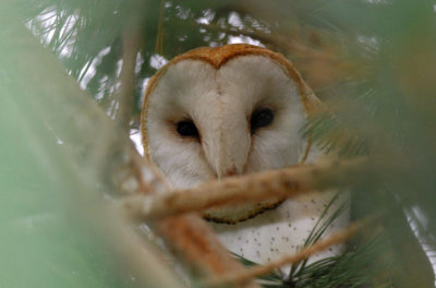 Barn Owl  0207-1j  Wapato