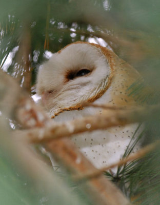 Barn Owl  0207-2j  Wapato