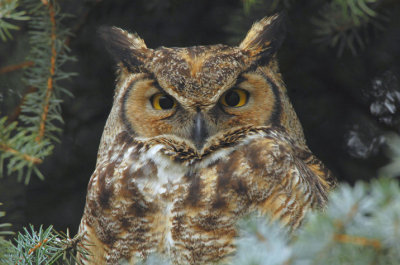 Great Horned Owl  0207-5j  Wapato