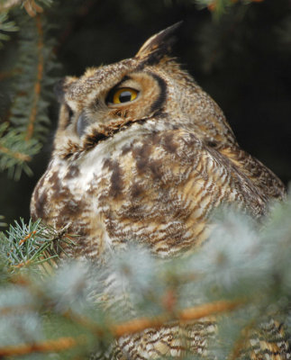Great Horned Owl 0207-6j Wapato