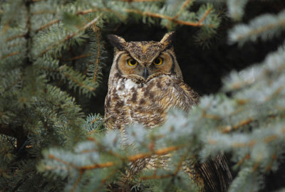 Great Horned Owl  0207-7j  Wapato