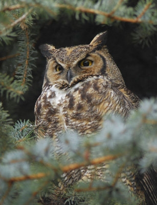Great Horned Owl  0207-8j  Wapato