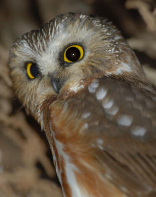 Northern Saw-Whet Owl 0207-12j  Wapato