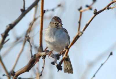 Rufous-winged Sparrow  0207-2j  Continental Rd., AZ