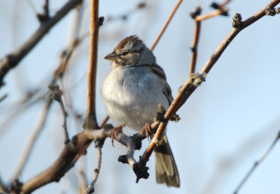 Rufous-winged Sparrow  0207-3j  Continental Rd., AZ