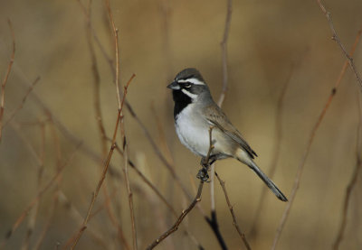 Black Throated Sparrow  0207-1j  Continental Rd., AZ