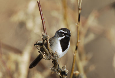 Black Throated Sparrow  0207-3j  Continental Rd., AZ