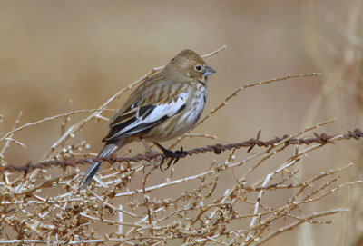 Lark Bunting  0207-1j  Santa Cruz Flats, AZ