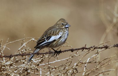 Lark Bunting  0207-2j  Santa Cruz Flats, AZ