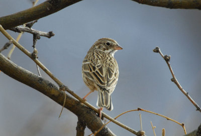 Vesper Sparrow 0207-1j  Continenatal Rd., AZ