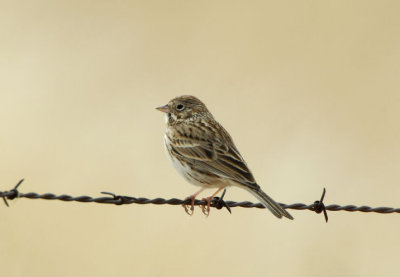 Vesper Sparrow 0207-2j  Elgin, AZ