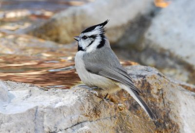 Bridled Titmouse  0207-5j  Madera Canyon, AZ