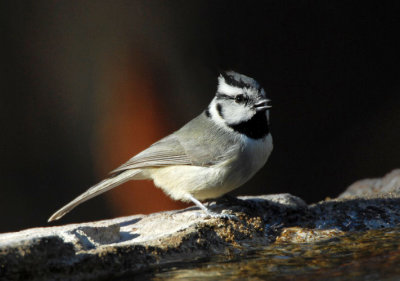 Bridled Titmouse  0207-8j  Madera Canyon, AZ