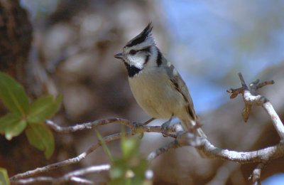 Bridled Titmouse  0207-9j  Madera Canyon, AZ