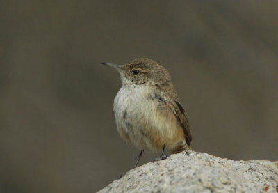 Rock Wren  0207-1j  Montosa Canyon, AZ