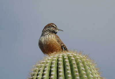Cactus Wren 0207-1j  Ventana Canyon, AZ