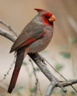 Pyrrhuloxia  0207-1j  Tucson, AZ