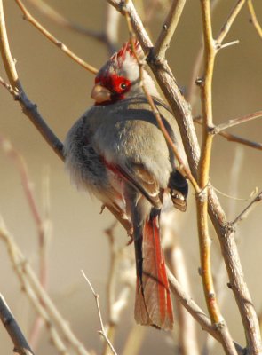Pyrrhuloxia  0207-2j  Catalina Park, AZ