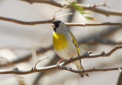 Lawrences Goldfinch  0207-1j  San Xavier, AZ