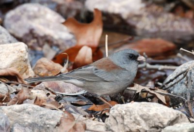 Dark-eyed Junco  0207-3j  Madera Canyon, AZ