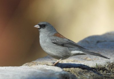 Dark-eyed Junco  0207-4j  Madera Canyon, AZ