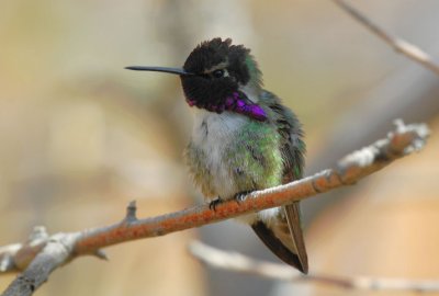 Costa's Hummingbird 0207-2j Tucson, AZ