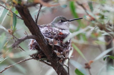 Costa's Female on Nest 0207-3j Tucson, AZ