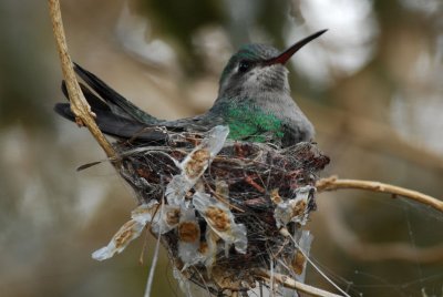 Broad-billed Female in Nest 0207-1j Tucson, AZ