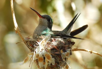 Broad-billed Female in Nest 0207-2j Tucson, AZ