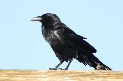 Chihuahuan Raven  0207-1j  Sonoita, AZ