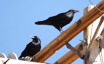 Chihuahuan Raven  0207-2j  Sonoita, AZ