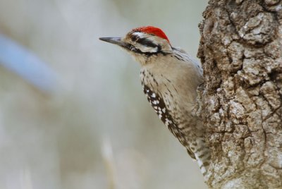 Ladder Backed Woodpecker 0207-1j Ash Canyon, AZ