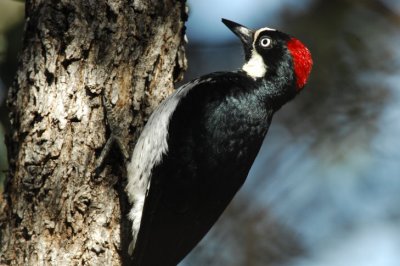 Acorn Woodpecker Female 0207-1j Ash Canyon, AZ
